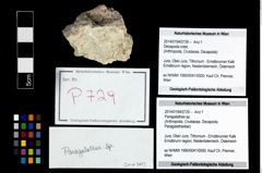 Foto (Objekt + Etikett) von Paragalathea sp.  (NHMW-GEO-2014-0194-0729)